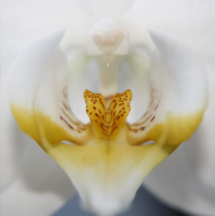 orchidee